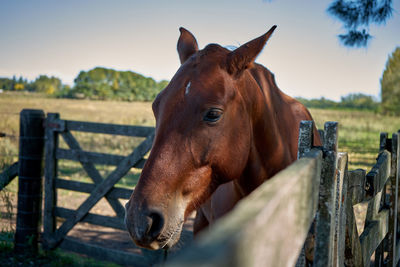 Horses in the field