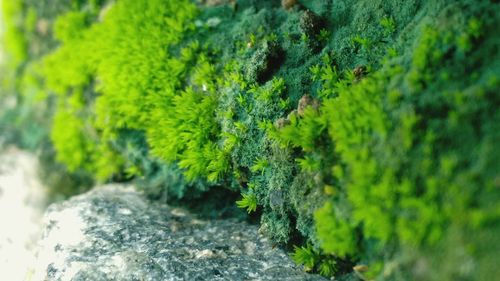 Close-up of grass and moss growing on rocks