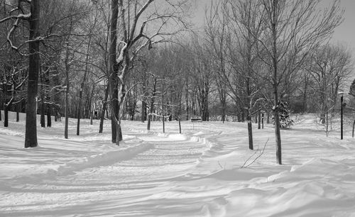 Bare trees on snow covered field