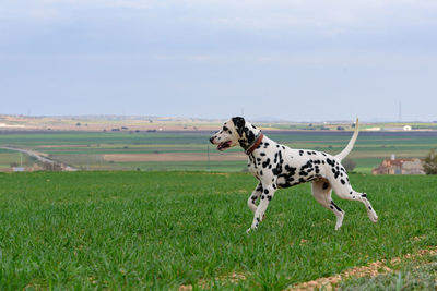 View of a dalmatian dog on field