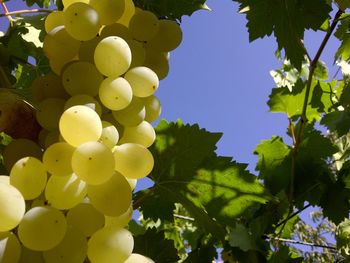 Low angle view of grapes