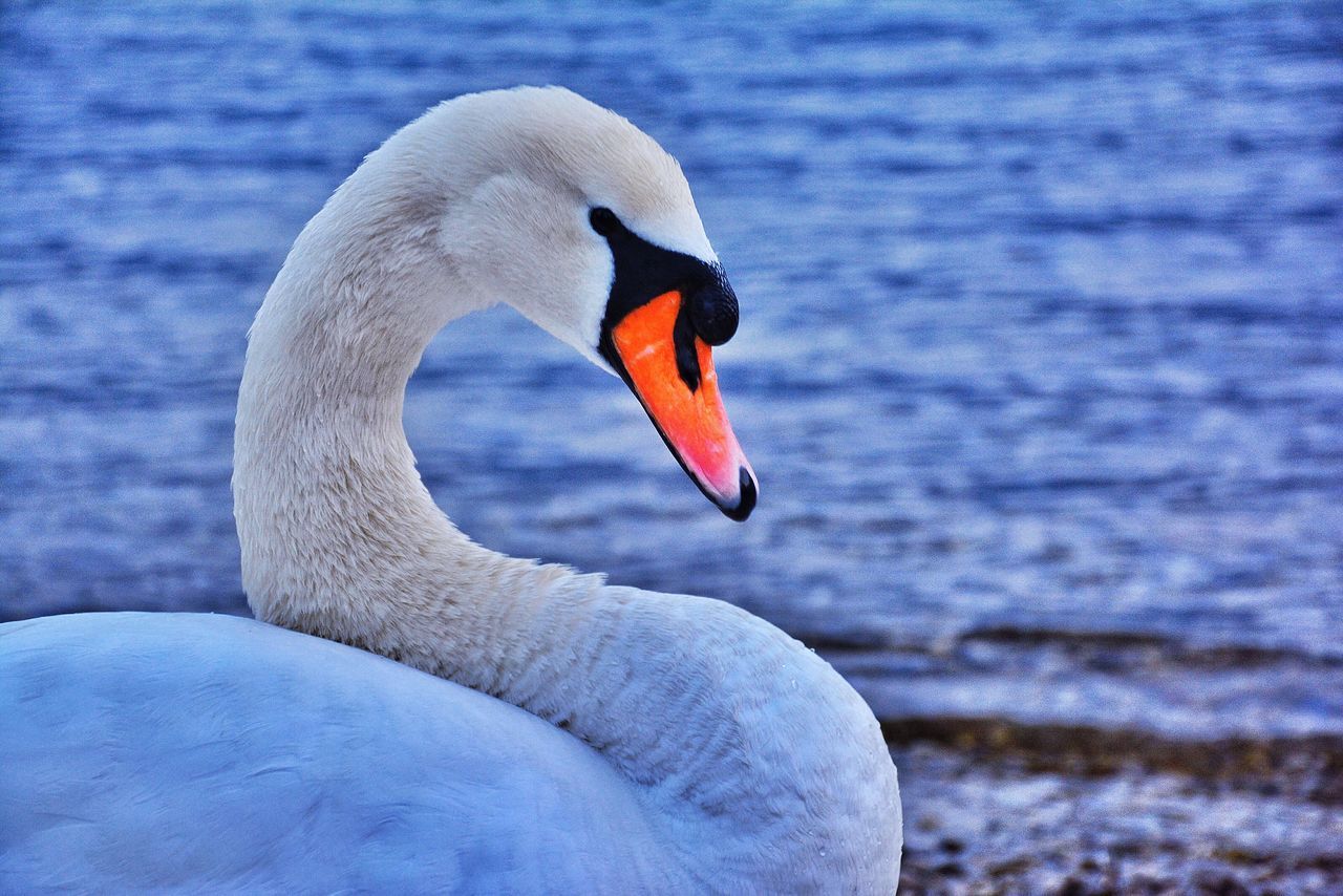 CLOSE-UP OF SWAN ON WATER