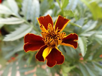 Close-up of orange flower