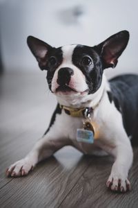 Close-up of puppy sitting on floor