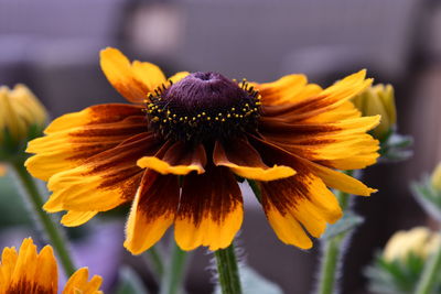 Close-up of yellow flower