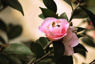 Close-up of pink flowers blooming outdoors