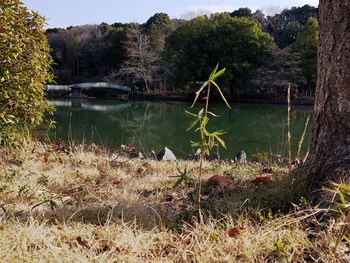 Scenic view of lake against trees