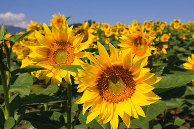 Close-up of yellow flowering plant on field