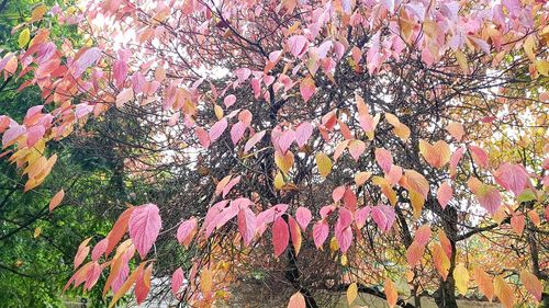 Autumn tree in forest