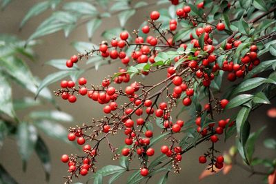 Close-up of berries growing outdoors