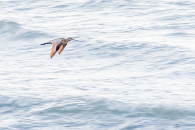 View of birds in water