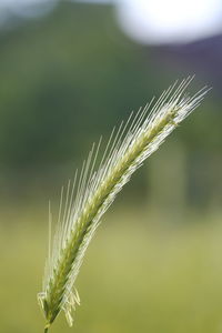 Close-up of stalks against blurred background