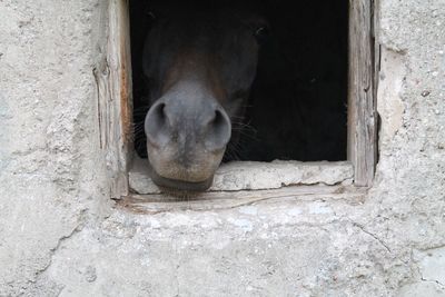 Close-up of cow in stable