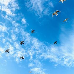 Low angle view of birds flying in sky