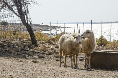 Sheep standing in the field