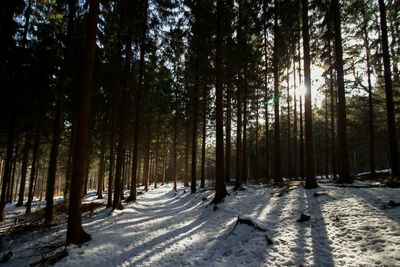 Trees in forest during winter