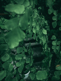 Full frame shot of fresh green leaves
