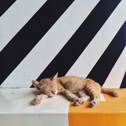 Ginger cat sleeping against patterned wall