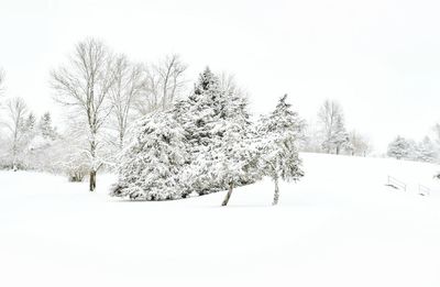 Close-up of bare trees against sky during winter