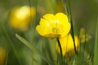Close-up of yellow flowers blooming in field