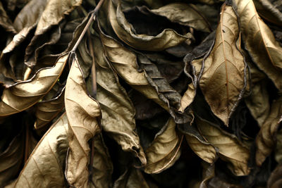 Close-up of dried leaves