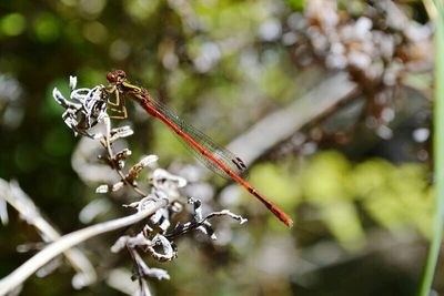 Close-up of plant