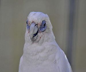 Close-up of a bird