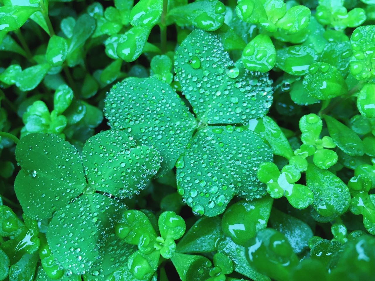 leaf, freshness, drop, full frame, green color, wet, growth, backgrounds, water, close-up, beauty in nature, nature, plant, fragility, dew, natural pattern, season, high angle view, no people, weather