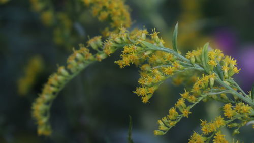 Close-up of yellow flowering plant