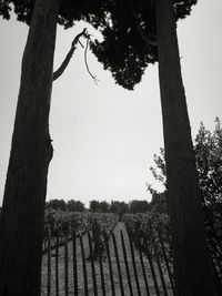 Trees on field against clear sky