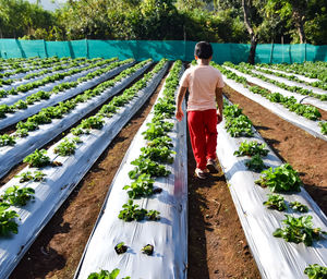 Full length rear view of boy walking on strawberry farm