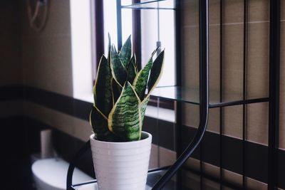 Close-up of potted plant on table at home