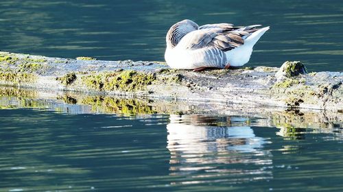 Bird perching on lake