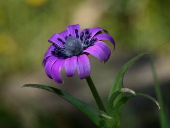 Close-up of purple flower on blurred background 
