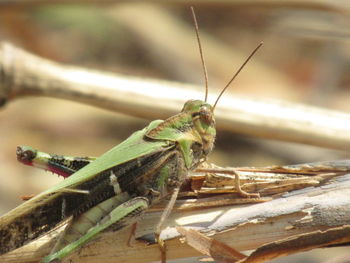 Close-up of insect