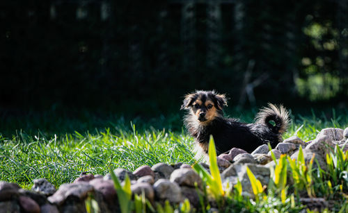 View of dog on field