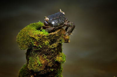 Close-up of crab on moss