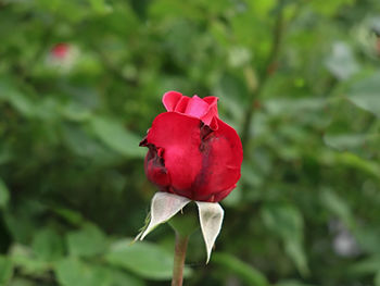Close-up of red rose