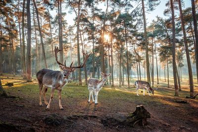 Deer looking at camera