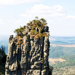 Tree growing on rock against sky