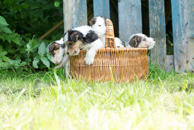 Close-up of sheep on grass