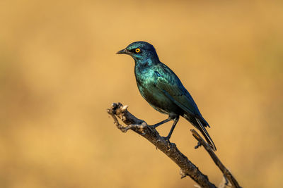 Greater blue-eared starling on branch in profile
