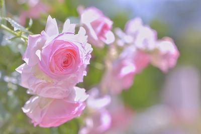 Close-up of pink rose