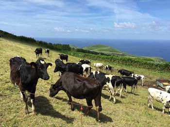 Flock of sheep grazing on field