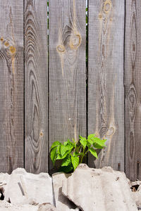 High angle view of leaves on wooden table