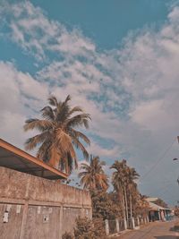 Low angle view of palm tree against sky