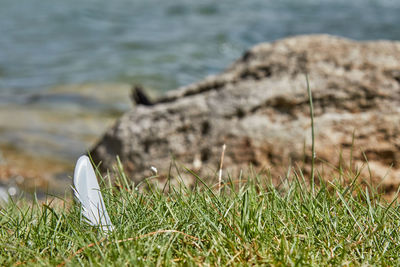 Close-up of grass on beach