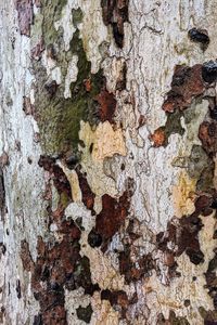 Full frame shot of weathered tree trunk