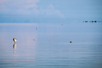 Birds in a sea