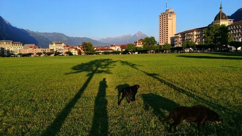 Scenic view of grassy field by buildings against sky